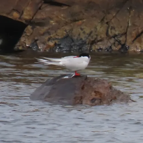 Arctic Tern