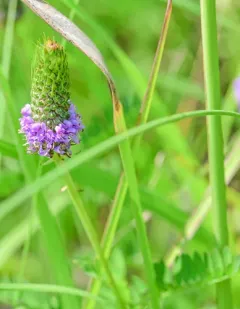 leafy prairie clover thumbnail 4