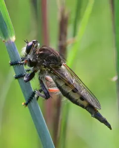 Maroon-legged Lion Fly thumbnail 4
