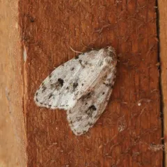 Little Shaded Lichen Moth thumbnail 4