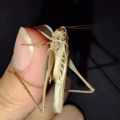 Brown-spotted Bush-cricket thumbnail 4