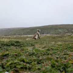Arctic Fox thumbnail 4