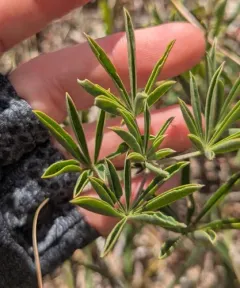 Sicklekeel Lupine thumbnail 3