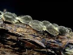 Diacheopsis metallica thumbnail 2