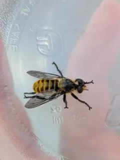 Laphria ventralis thumbnail 4