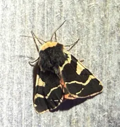 Bruce's tiger moth thumbnail 4