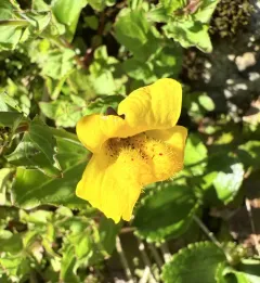 veronica-leaved monkeyflower thumbnail 3