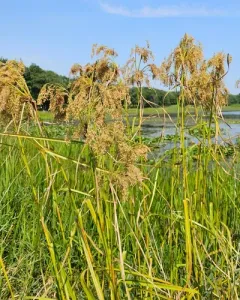 stalked bulrush thumbnail 3