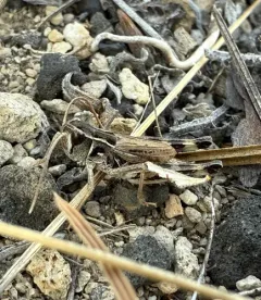 Shasta Slant-faced Grasshopper thumbnail 3