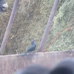 Rusty Blackbird thumbnail 3