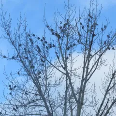 Bohemian Waxwing thumbnail 4