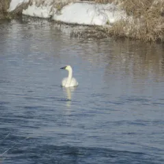Tundra Swan thumbnail 2