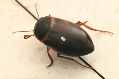 Hydroporus mannerheimi