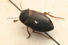 Hydroporus mannerheimi thumbnail 1