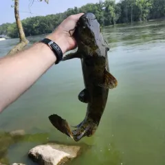 Flathead Catfish thumbnail 4