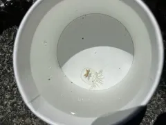Halimedusa typus thumbnail 4