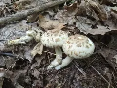 yellowfoot brittlestem thumbnail 2