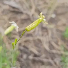 Douglas' Catchfly thumbnail 3