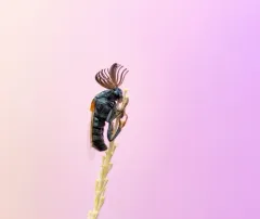 Ripiphorus columbianus thumbnail 3