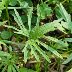 wavy-leaved violet thumbnail 4