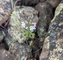 large-flowered tonella thumbnail 4