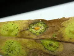 Asteromyia modesta thumbnail 4