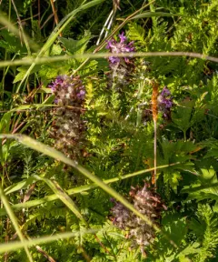 Whorled Lousewort thumbnail 3