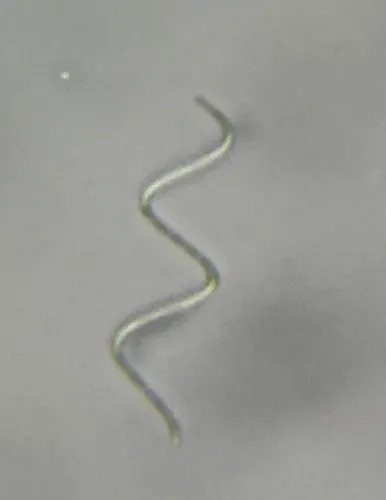 Monoraphidium irregulare
