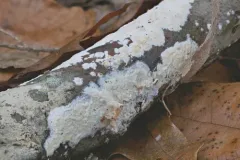 Oiled Crust thumbnail 1