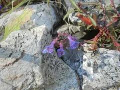two-leaf beardtongue thumbnail 1