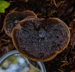 Zeller's bolete thumbnail 2