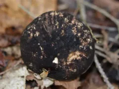 Snell's bolete thumbnail 2