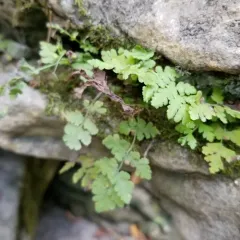blunt woodsia thumbnail 1