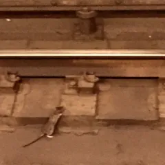 Brown Rat thumbnail 3