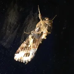 Yellow-striped Armyworm Moth thumbnail 3