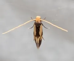 Old Gold Isocorypha Moth thumbnail 2