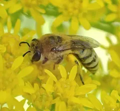 Goldenrod Cellophane Bee thumbnail 3