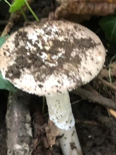 Candlestick Amanita