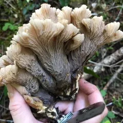 pig's ears thumbnail 3