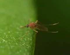 Minute Floodwater Mosquito thumbnail 4