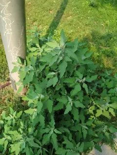 Fig-leaved Goosefoot thumbnail 4