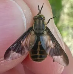 Chrysops indus thumbnail 3