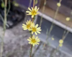 Willowleaf Lettuce thumbnail 4