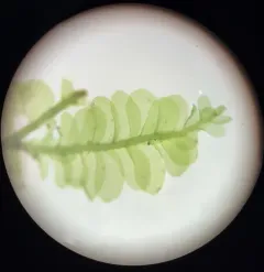 Lime Homalia Moss thumbnail 4