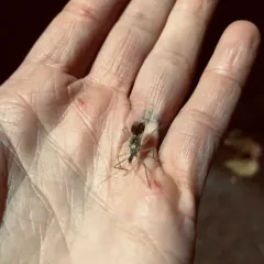 Leafhopper Assassin Bug thumbnail 3