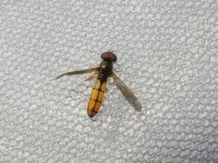 Comb-legged Sedgesitter thumbnail 3