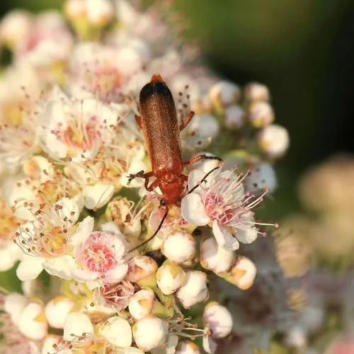 Common Red Soldier Beetle