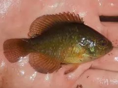 Banded Sunfish thumbnail 1