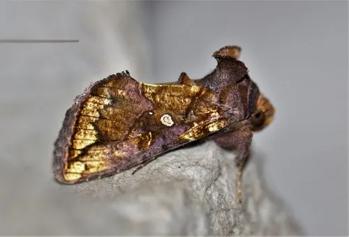 Golden Looper Moth