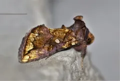 Golden Looper Moth thumbnail 1